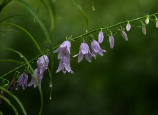 Ile mleka do płatków? Ile mleka do płatków?