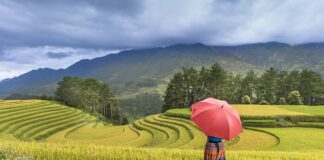 Co lepsze kasza jaglana czy płatki owsiane?