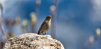 Jak odróżnić pleśń od matki octowej?