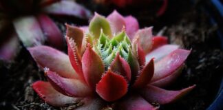 Jakiej grubosci przypon na szczupaka?