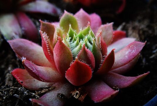 Jakiej grubosci przypon na szczupaka?