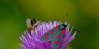 Jak ćwiczyć z motylkiem agrafka?