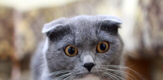 Jakie zabiegi na obwisłe ramiona?