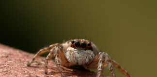 Jak zawiązać skoczka do nimfy?