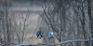 O której godzinie najlepiej biorą okonie?