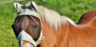 Jaka wędka muchowa na początek?