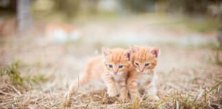 Czy smarować śrut?