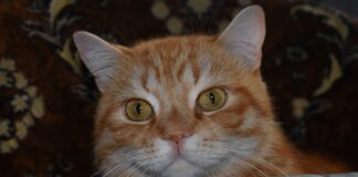 Jak jechać na wprost na snowboardzie?