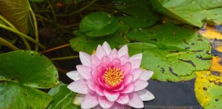 Ile można podkładek pod mostek?