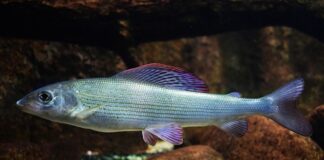 Na co najlepiej bierze halibut?