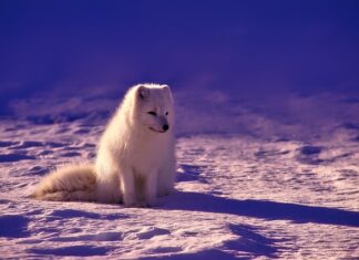 Kiedy najlepiej jechać na ryby do Norwegii?