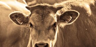 Na jakie muchy łowić w maju?