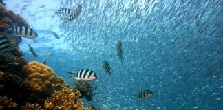 Ile kg ryb można przywieźć z Norwegii?