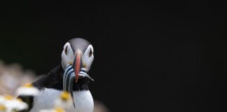 Czy można łowić węgorze na wątróbkę?