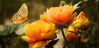 Do jakiego koloru światła nie lecą owady?