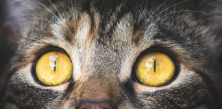 Na co najlepiej bierze makrela?