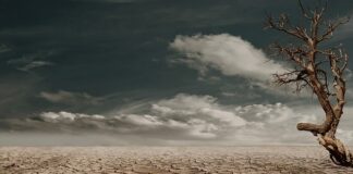 Czy martwy ciąg ćwiczy plecy?