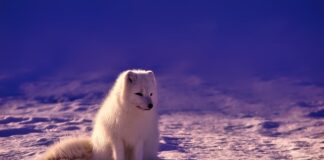 Czy w Norwegii można łowić ryby bez zezwolenia?