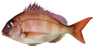 Jakie mormyszki na leszcza?