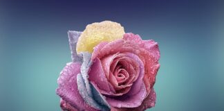 Czym się różni rower MTB od MTB XC?