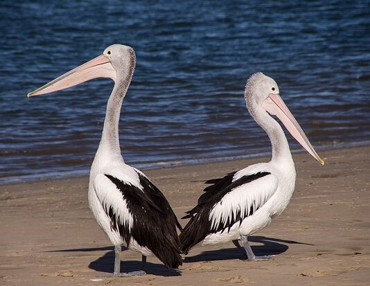 Jak pozbyć się pelikanów ćwiczenia?